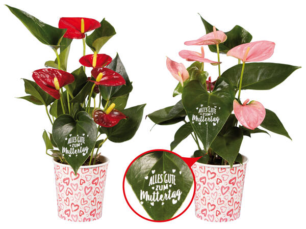 Anthurium Muttertag