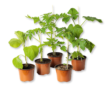 Légumes fruits bio