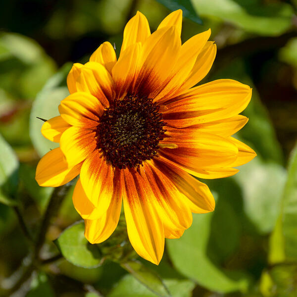 Sonnenblume "SUNbelievable™"
