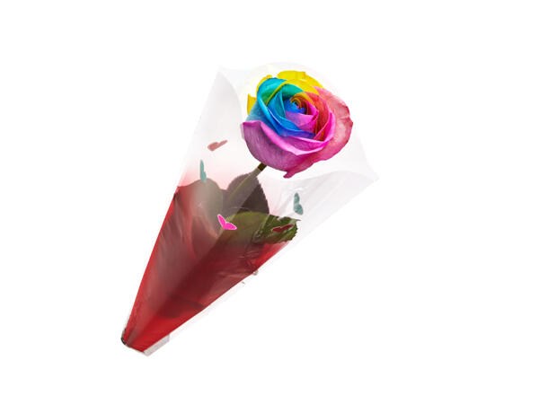 Harlequin Rose