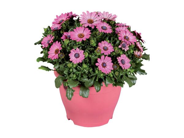 Osteospermum