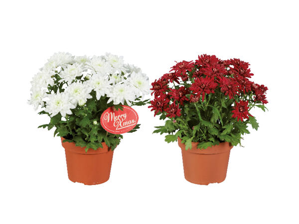 Krysantemum "Elle Fleur"