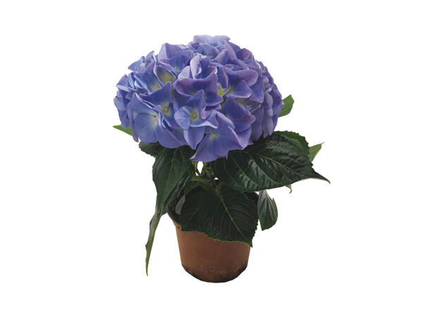 Hortensia