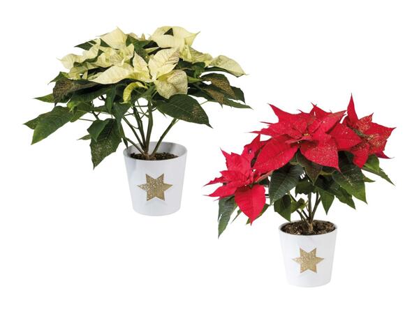 Poinsettia dans un pot en céramique
