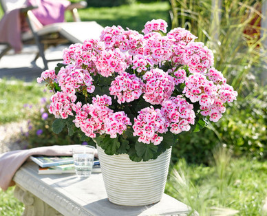 Pelargonie/Petunie