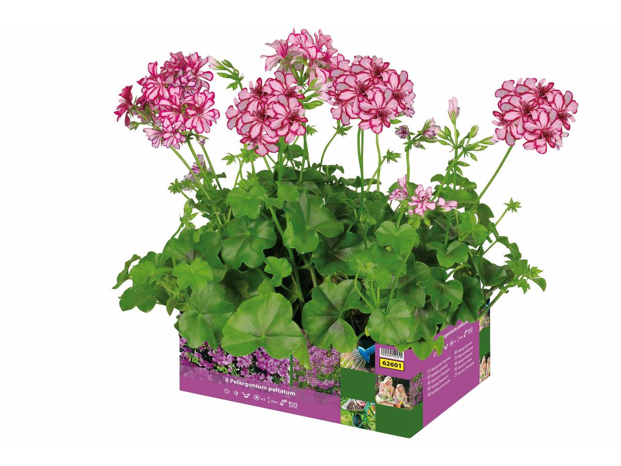 Geraniums