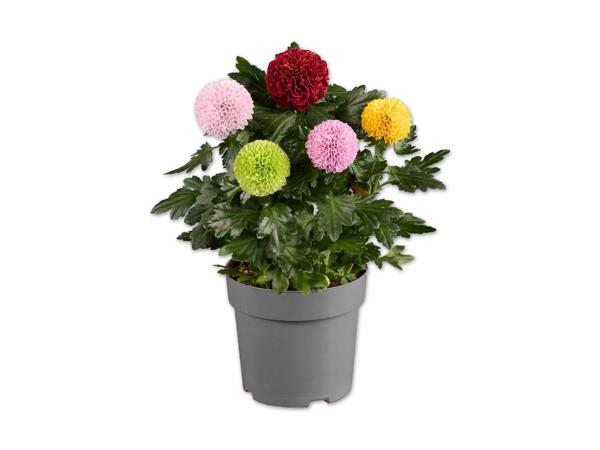 Chrysantheme Flowerpops
