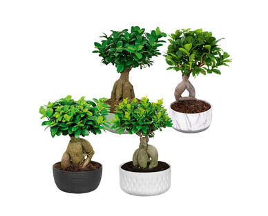 BONSAI