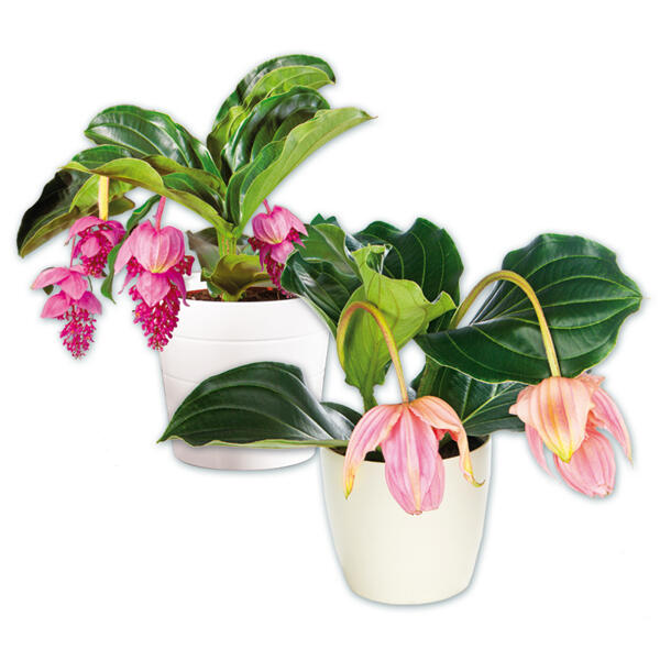Medinilla magnifica