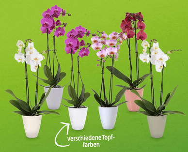 Orchidee in Keramik