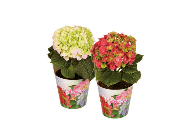 Hortensia