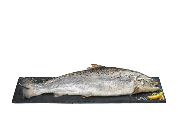 Saumon ASC