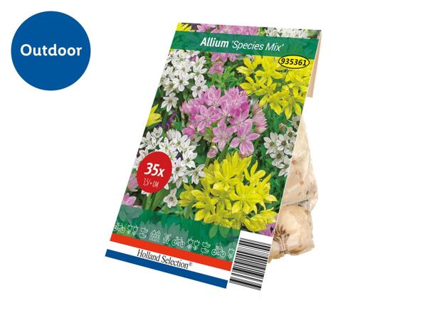 Spring Flowering Bulb Allium "Species Mix"