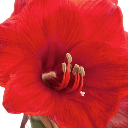 Amaryllis