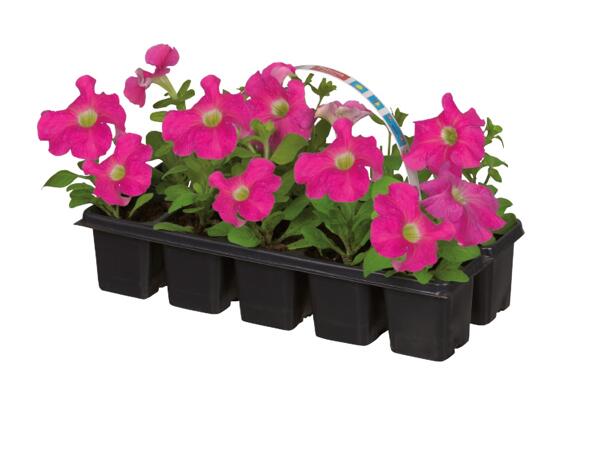 Bedding Plants