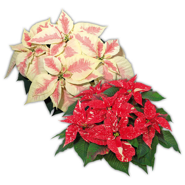 Weihnachtsstern