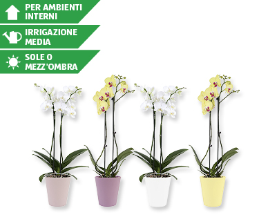 Phalaenopsis in vaso di ceramica estivo