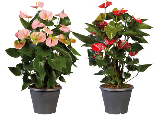 Anthurium (Flamingopflanze)