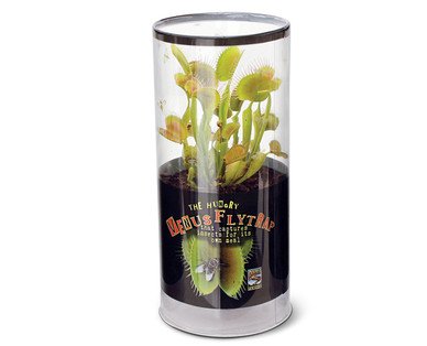 Venus Fly Trap