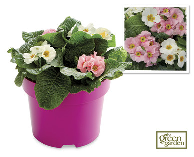 Outdoor Planter