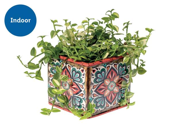 Green Plants in Ceramic