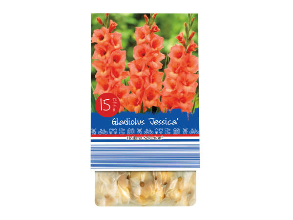 Autumn Flowering Bulbs