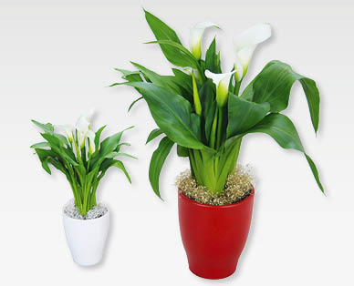Calla de Noël