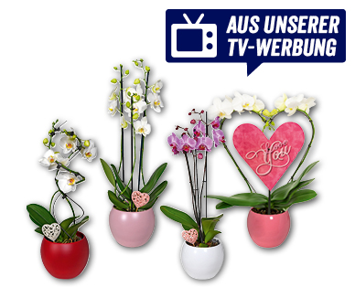 Exklusive Orchidee