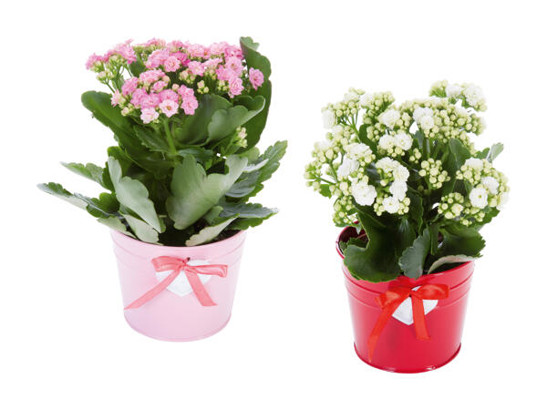 Kalanchoé dans un pot en zinc avec cœur