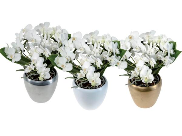 Phalaenopsis