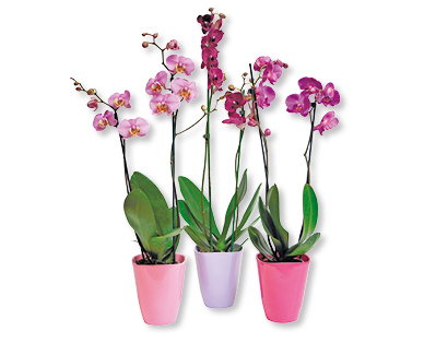 Orchidee