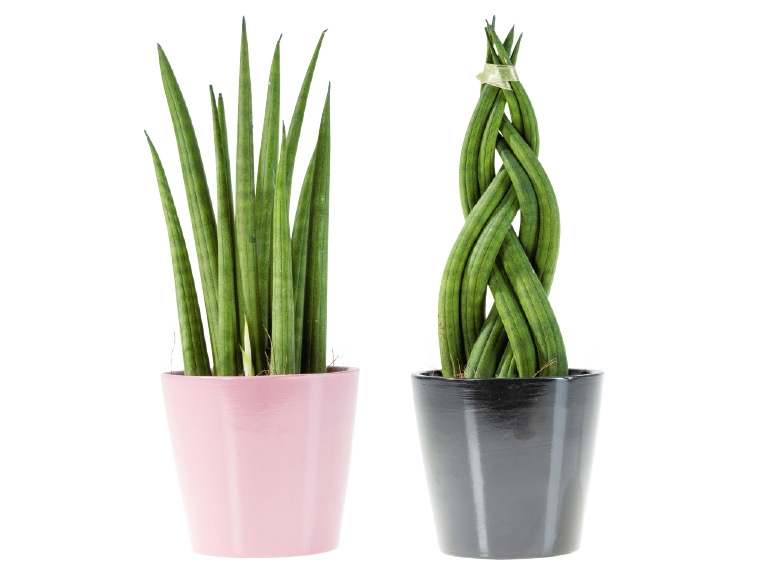 Sanseveria