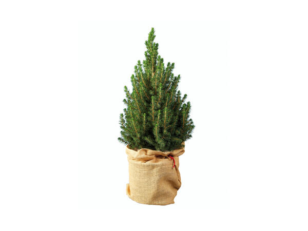 Potted Christmas Tree