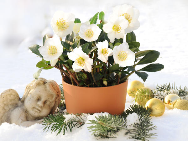 Christrose (Helleborus)