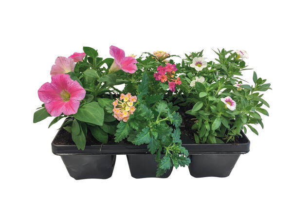 Bedding Plants