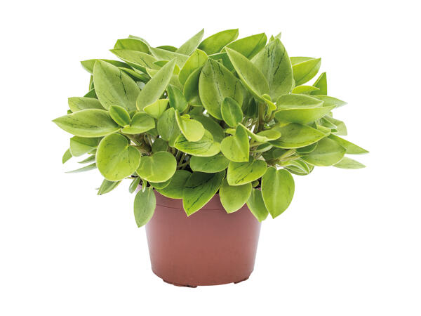 Peperomia
