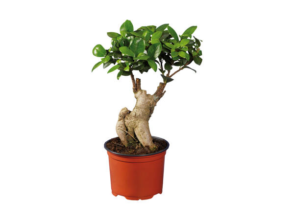 Ficus Ginseng eller Pachira
