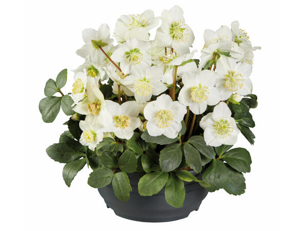 Christrose (Helleborus) in der Schale