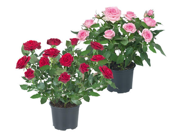 Mini Rose