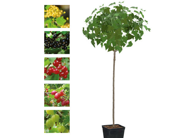 Beeren auf Stamm