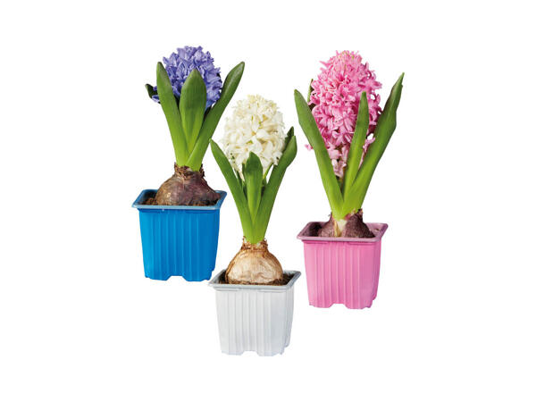 Hyacinths