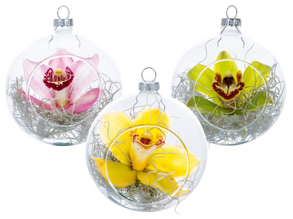 Weihnachtskugel mit Cymbidium