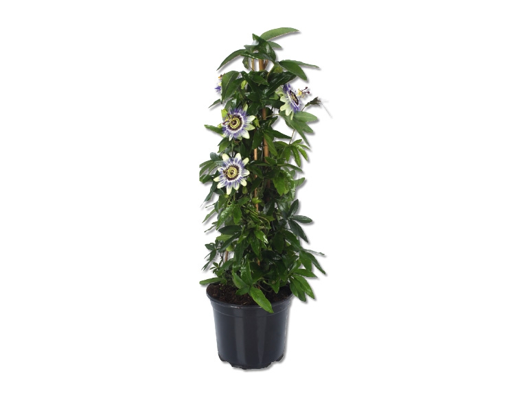 Passiflore pyramide
