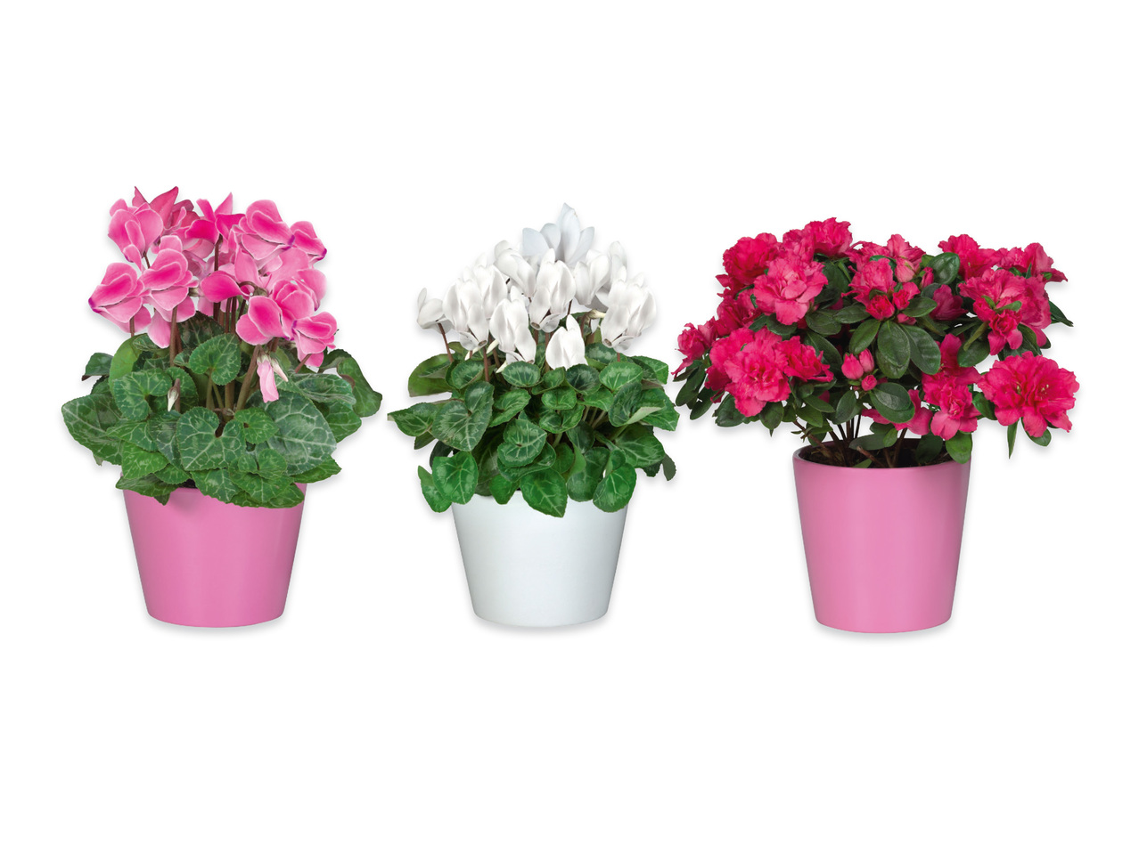 CYKLAMEN OCH AZALEA I KERAMIKKRUKA