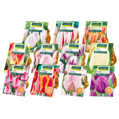 Bulbes de tulipes, 20 pcs