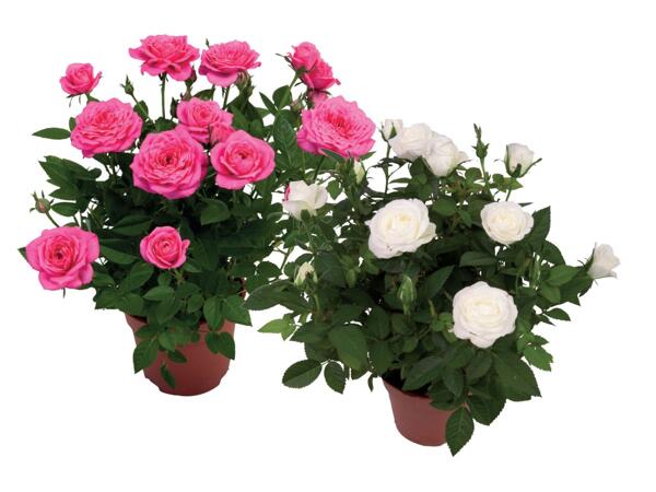 Roses in a Pot