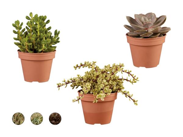 Succulentes XL