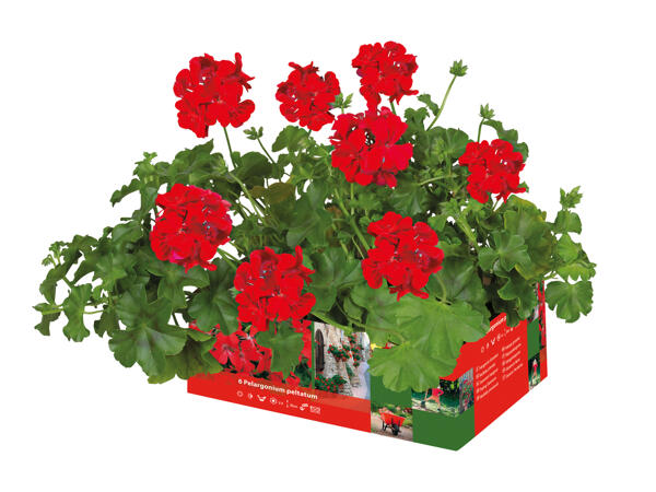 Trailing or Upright Geraniums