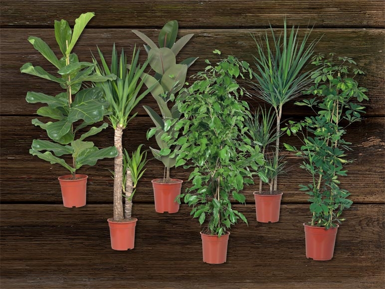Grandes plantes vertes (dès 12.9.)
