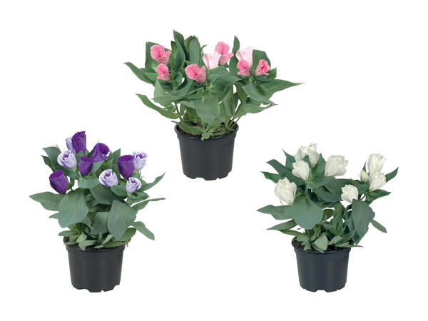 Eustoma